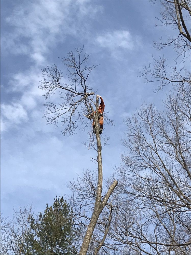 Tree Service