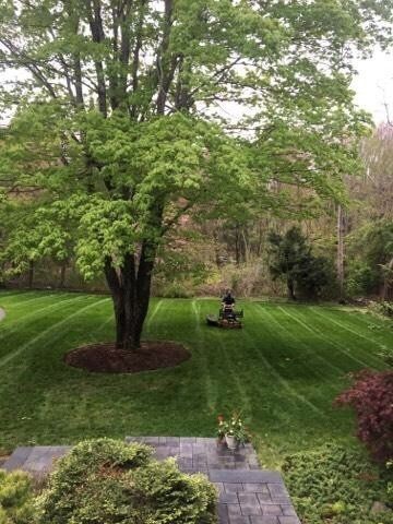 Lawn Maintenance